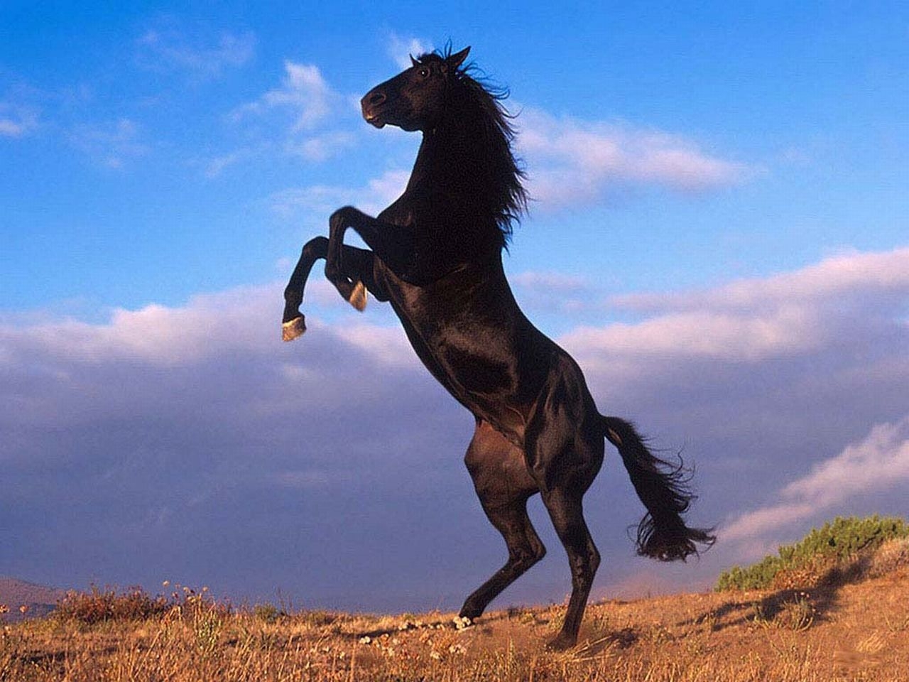 Mustang Schwarz Pferd